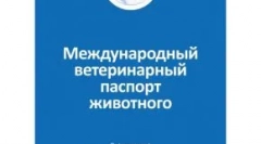 Как да подготвим котка на изложението: необходимите условия, както и нюансите на събитията